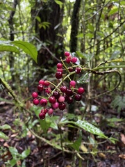 Parathesis crenulata