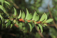 Disterigma alaternoides