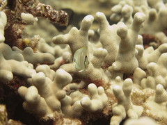 Chaetodon multicinctus