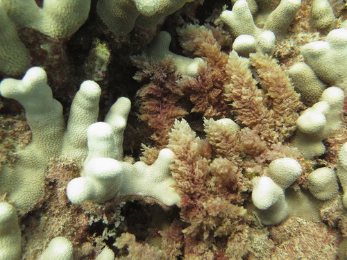 Asparagopsis taxiformis observed 2021-06-11