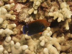 Centropyge potteri