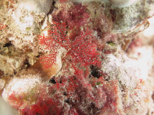 Portieria hornemannii observed 2021-06-11