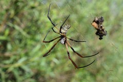 Trichonephila sexpunctata