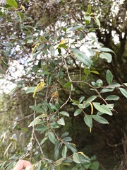 Sebastiania commersoniana