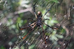 Trichonephila sexpunctata