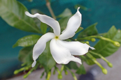 Tabernaemontana divaricata