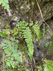 Adiantum melanoleucum
