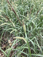 Carex hyalinolepis
