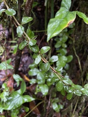 Oplonia spinosa