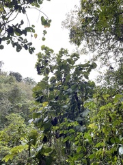 Coccoloba pubescens