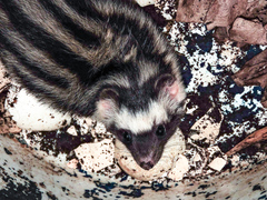 Spilogale pygmaea