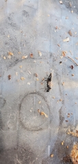 Formicinae