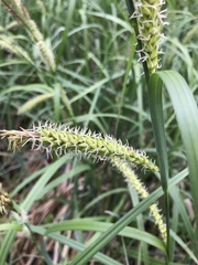 Carex hyalinolepis