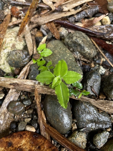 Callisia monandra