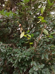 Sebastiania commersoniana