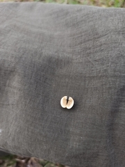 Sebastiania commersoniana