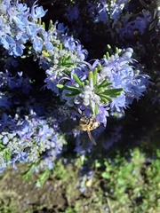Apis mellifera