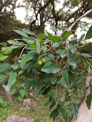 Sebastiania commersoniana