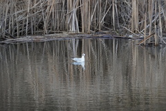 Chroicocephalus ridibundus