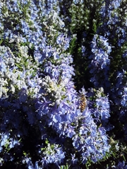 Apis mellifera