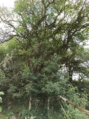 Sebastiania commersoniana