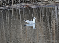 Chroicocephalus ridibundus