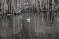 Chroicocephalus ridibundus