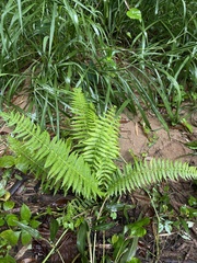 Amauropelta balbisii