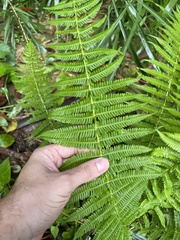 Amauropelta balbisii