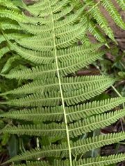 Amauropelta balbisii