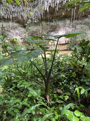 Xanthosoma violaceum