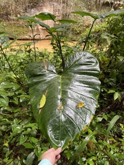 Xanthosoma violaceum