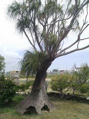 Beaucarnea recurvata