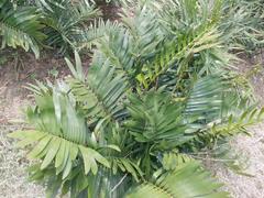 Zamia loddigesii