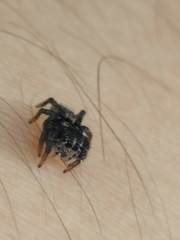 Tullgrenella quadripunctata