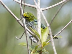 Ixothraupis guttata