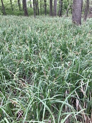 Carex hyalinolepis