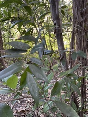 Nectandra coriacea