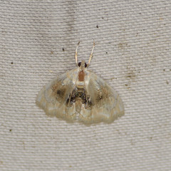 Lipocosma sicalis