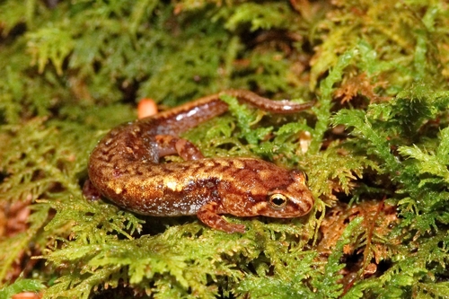 Pygmy Salamander