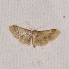 Idaea furciferata
