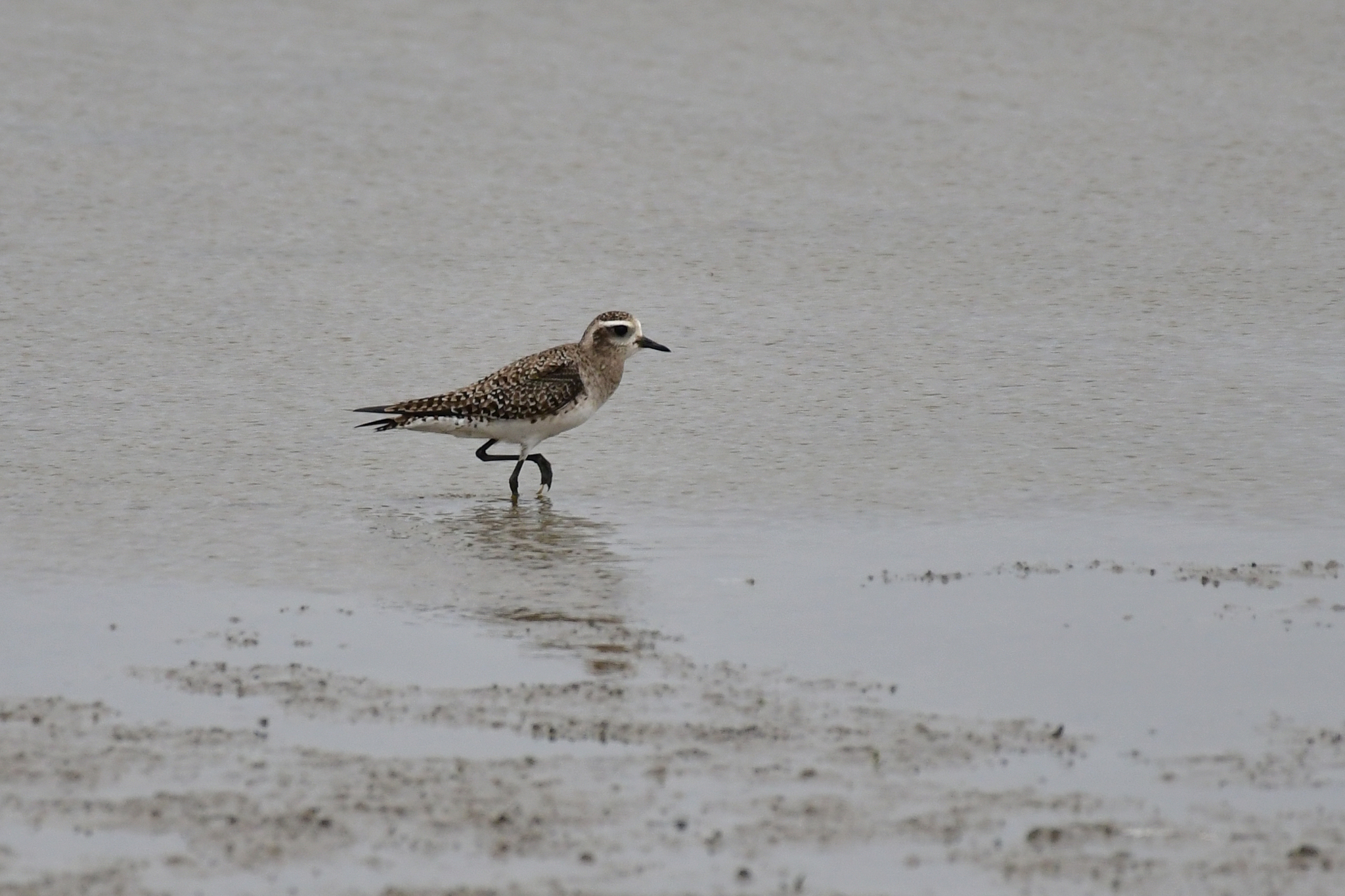 American Golden Plover