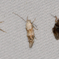 Mompha rufocristatella