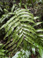 Meniscium reticulatum