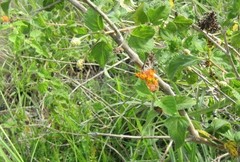Lantana tiliaefolia