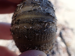 Amblypneustes elevatus elevatus