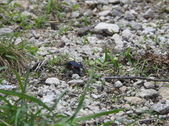 Pygodasis ephippium ephippium