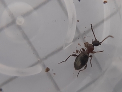 Anthelephila pedestris