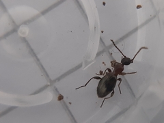 Anthelephila pedestris