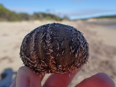 Amblypneustes elevatus elevatus